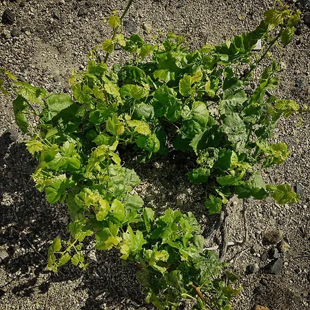 Zana's Villa-sandra Apartmán Akrotírion