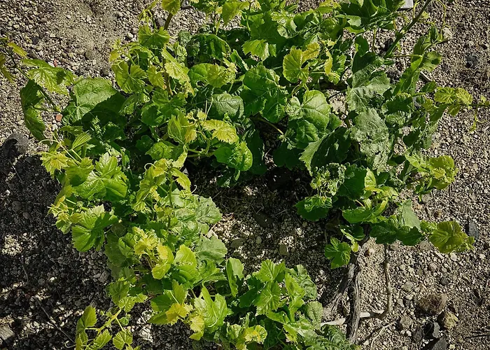 Zana's Villa-sandra 아파트 Akrotírion